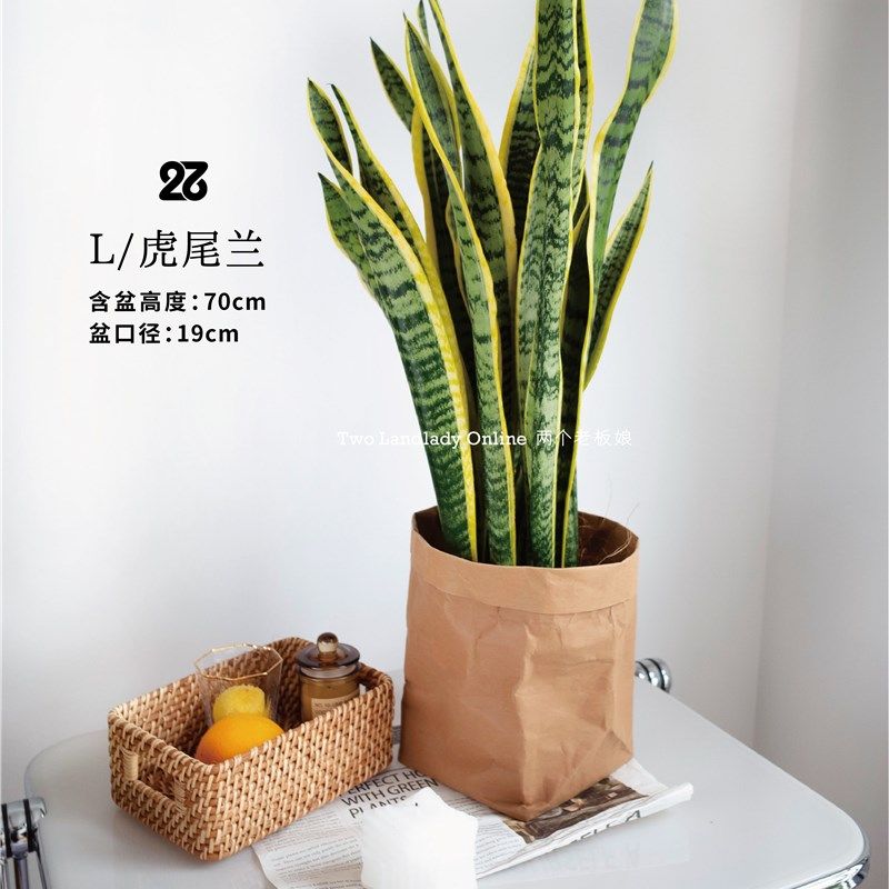 金边虎皮兰盆栽 耐阴耐旱新手小白好养办公室桌面绿植 新家进宅礼
