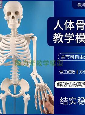 极速仿真学模型 85CM人体骨骼模型骨架骷髅模型人教体模型成人
