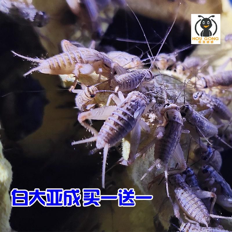 蛐蛐蟋蟀活体饲料 1-2厘米10元100只19元350只油葫芦  白蟋蟀活食