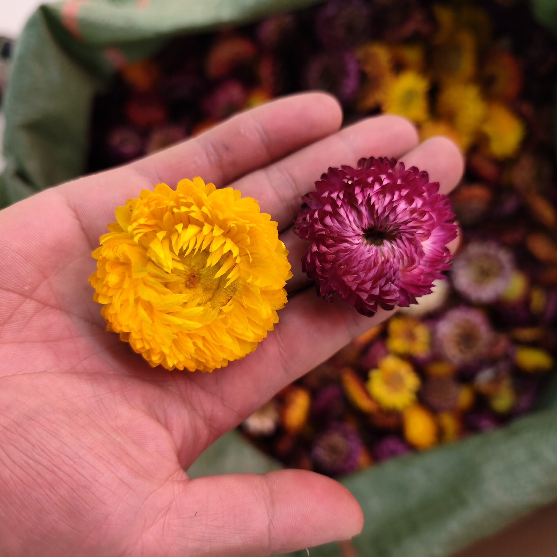 七彩菊散装称斤小真花雏菊干花永生工厂发货云南包邮风干花瓣