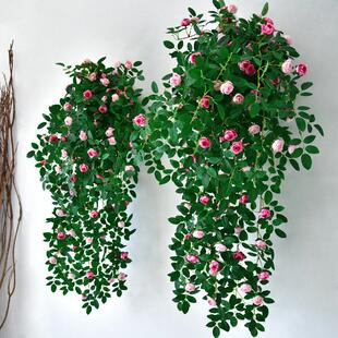 彷真玫瑰花藤维西利亚吊兰绿植植塑料假花摆藤条装饰室内设垂吊花