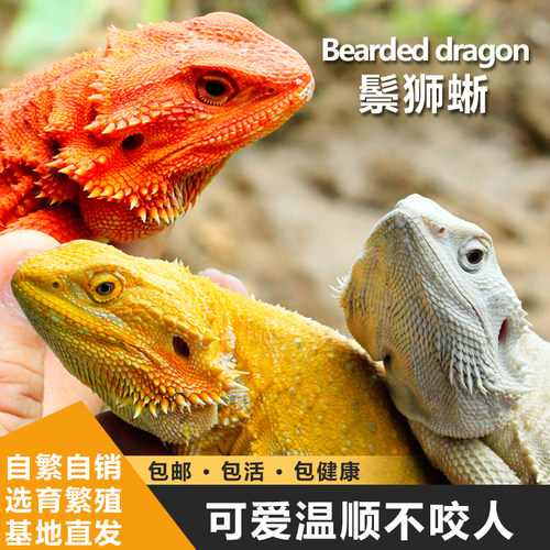 鬃狮蜥蜴幼体柑橘红系超白zero黑红鬃狮蜥蜴宠物幼体活温顺不咬人