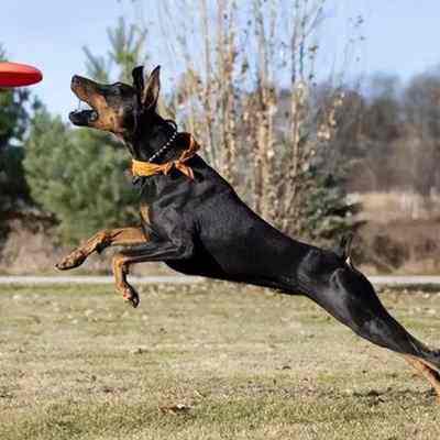 纯种杜宾犬幼犬德系美系杜宾犬宠物犬大型护卫犬狗食