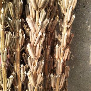 黑芝麻秸秆芝麻杆干燥花芦柴杆黑豆杆稻结婚乔迁搬家开业农作物装