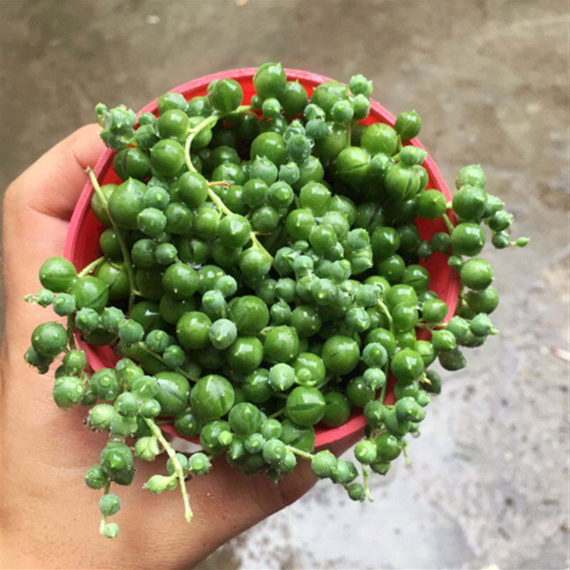 极速佛珠吊盆栽植物珍珠吊兰 佛珠 观果 进化空气多肉植物