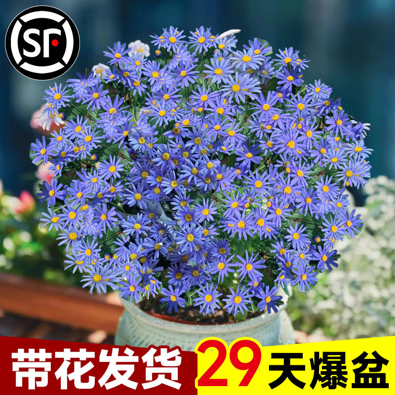 速发格玛丽特花苗菊花外栽花卉植物室内盆台四季开花耐寒耐冻好养