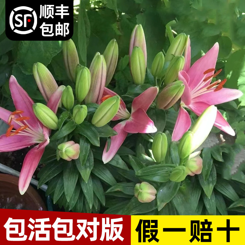 速发百绿花种球合植盆栽室内好养花季植物四卉开花重瓣郁金香