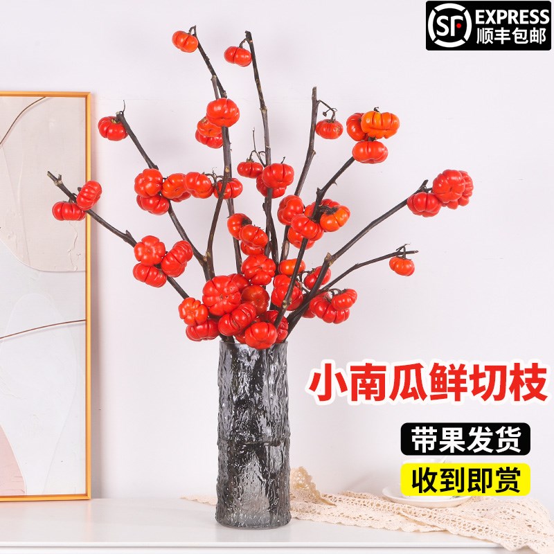 速发水培植物小南瓜鲜切枝室内桌面水养插花真花观果植物年宵花
