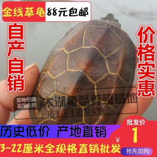 速发观赏龟大纯正宗苏乌中华金线草龟苗金钱幼龟活龟北小龟活物石