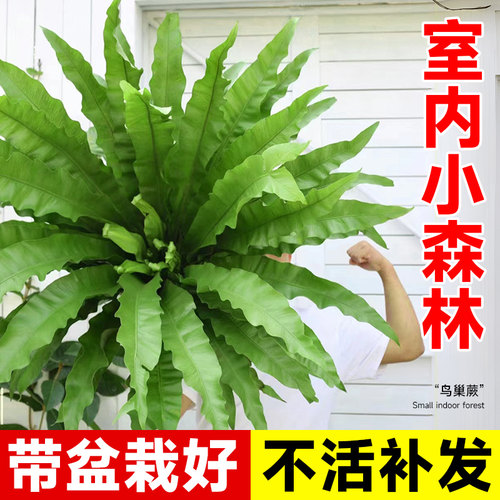 速发季巢蕨盆栽大苗铁蕨线蕨类植物办公室内客厅观叶绿植四鸟常青