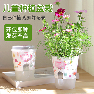 速发儿童种植小盆栽向日葵幼迷园观植儿你察物生长小学生创意礼物