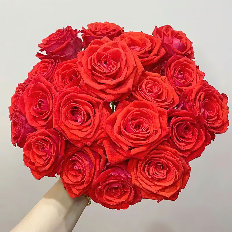 速发新品【摩羯座】月季花苗灌木大花切花玫瑰 直立勤花 抗病耐开