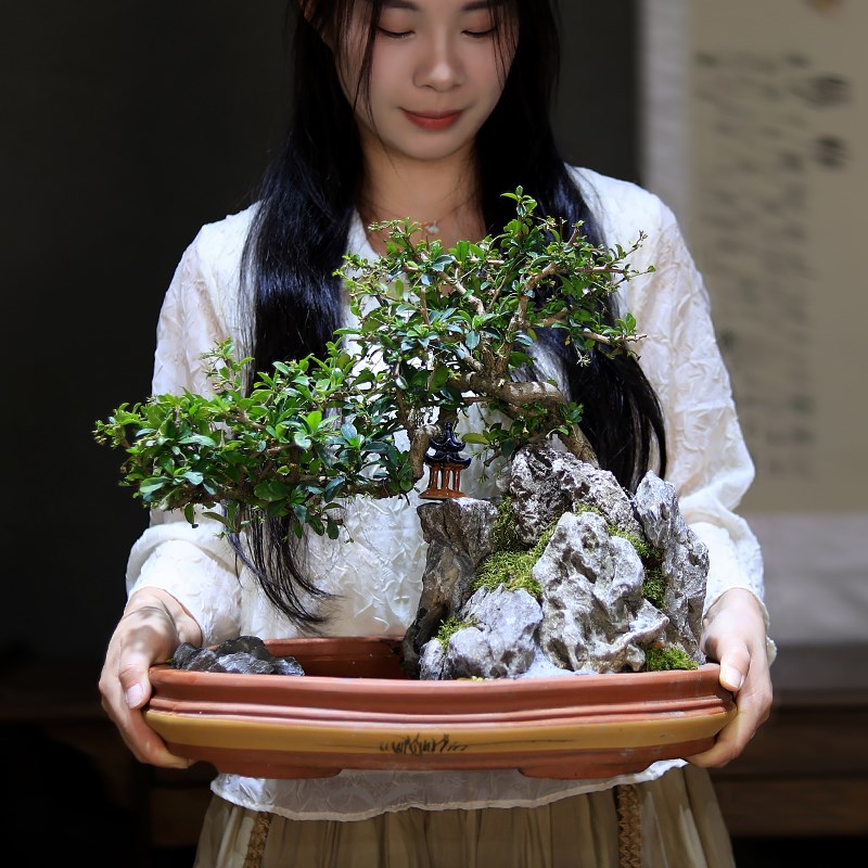 桌面假山高端小盆景造型福建茶树桩D植物室内客厅摆件绿植茶室盆