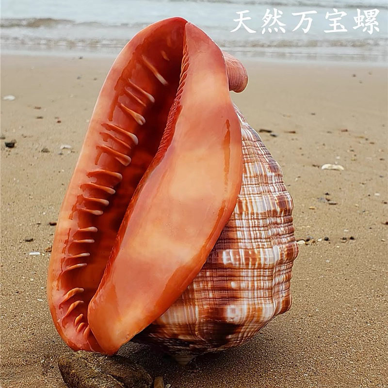 天然超大万宝螺大海螺世界四大名螺家居创意礼品鱼缸造景珊瑚装饰
