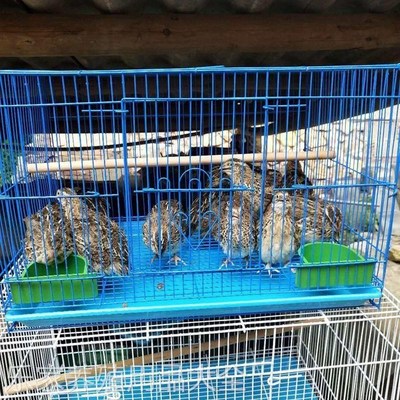 鹌鹑养殖专用笼家用鹌鹑笼下蛋鹌鹑笼养殖鸟笼鹌鹑笼子鸟笼子鹌鹑