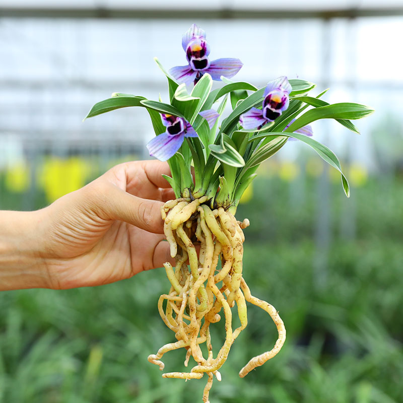 兰花 紫月荷 建兰四季兰兰花苗浓香型矮种金边线艺兰花盆栽好养。
