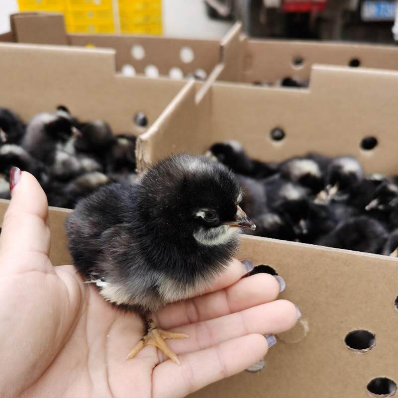 芦花鸡活苗汶上高产蛋鸡活苗纯种芦花散养元宝出壳小鸡活苗包顺丰