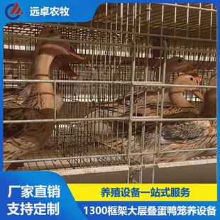 6列8层蛋鸭自动养殖 湖北荆门H型框架蛋鸭笼养 自动喂料清粪