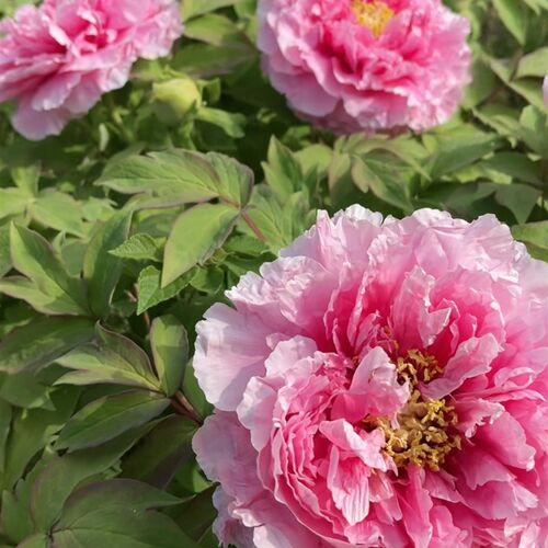 粉牡丹【花c竞】长势强 易成花  露台花园庭院 盆栽地栽 耐寒花卉