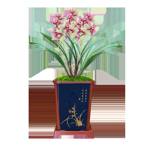 名贵兰花苗小国魂逸红双娇w带夏季带花四季建兰浓香室内客厅花卉