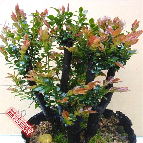 名贵小叶紫檀植物k树桩绿植盆景 室内客厅办公室盆栽花卉四季常青