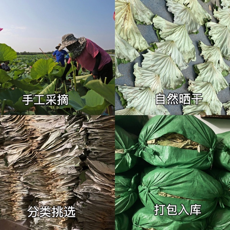 新鲜干荷叶整张荷叶糯米鸡专用叫花鸡荷叶饭熬粥荷叶茶批发