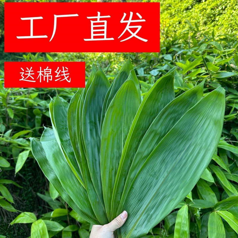 新鲜粽叶纯天然粽子叶端午节包粽子野生家用商用大宽叶真空精选