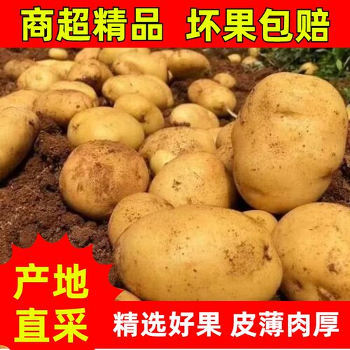 农家自种蔬菜高山土豆当季采摘