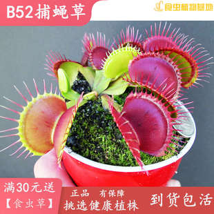 包郵 捕蟲草 食蟲植物大夾子大型驅蚊盆栽綠植品種純 B52捕蠅草