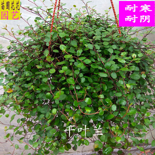 藤蔓千叶兰庭院室内绿色植物盆栽 千叶吊兰吸甲醛净化空气2盆包邮图片