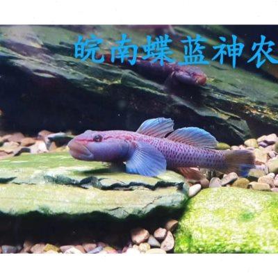 蝶蓝神农吻虾虎蓝色原生观赏鱼蓝帆红神农蓝鳍活体冷水溪流鰕虎鱼