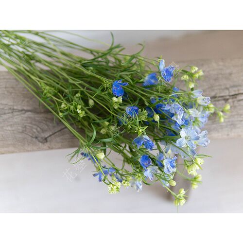 小飞燕鲜花蓝色小飞燕鲜花直批z插花鲜花水养真花鲜花水养家用鲜