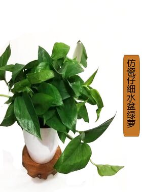 绿萝自吸水大盆新房吸甲醛长藤植物净化空气室内盆U栽基地直销西