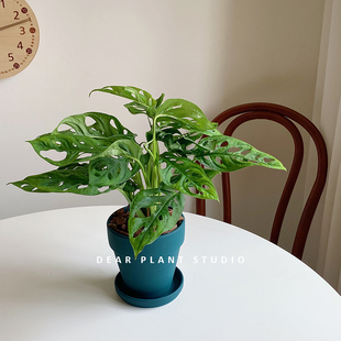 亲爱的绿植 米歇尔仙洞龟背x竹盆栽净化空气好养办公室内桌面植物