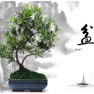 雀舌罗汉松盆景树桩花o卉盆景室内盆栽庭院绿植花卉盆栽创意造型