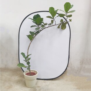 琴叶榕盆栽d客厅办公室大型植物飘枝造型大叶榕绿植 支持一物一拍