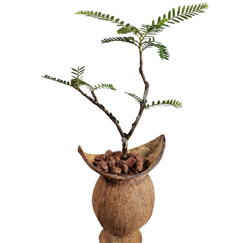 海岛叶下珠椰壳h盆景造型美观四季常绿室内客厅书房好养盆栽绿植