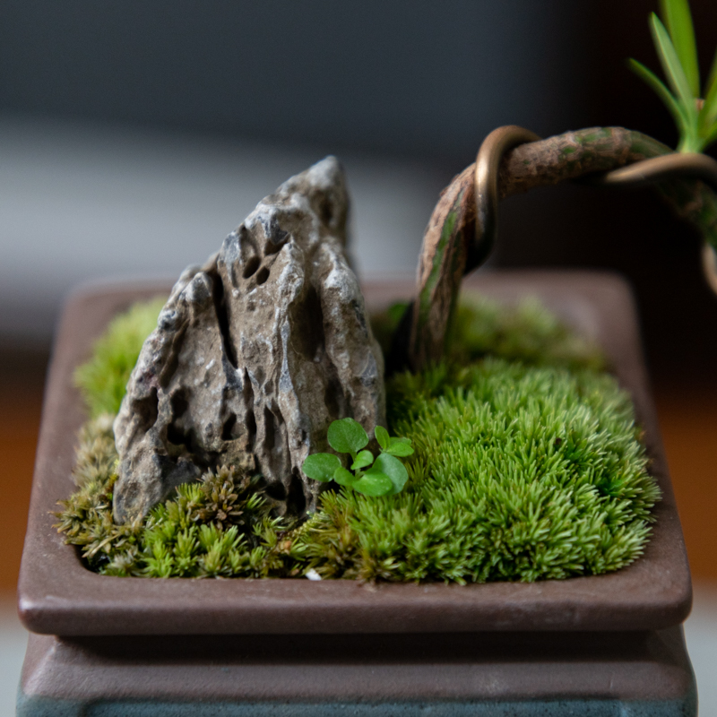 罗汉松盆景植物i造型树老桩绿植室内悬崖式四季常青桌面好养小盆