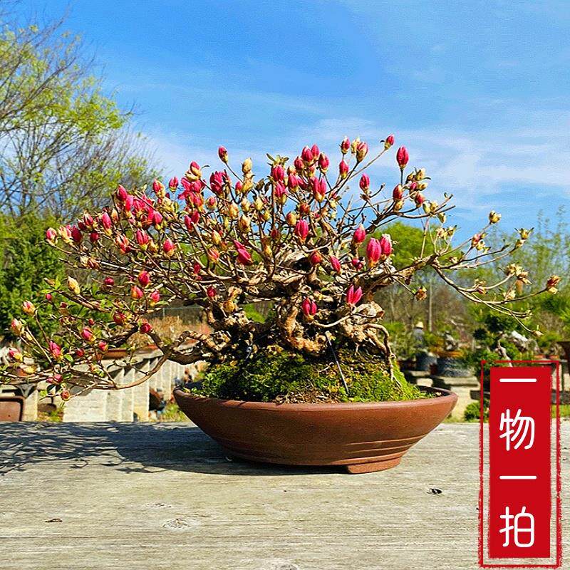 云栖园一物一拍精品老桩映山红杜鹃盆景盆栽观花露台庭院绿植树桩