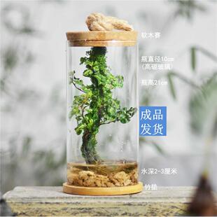 五年级科学生物课实验生态系统自循环花薜荔生态瓶昆虫螃蟹微景观