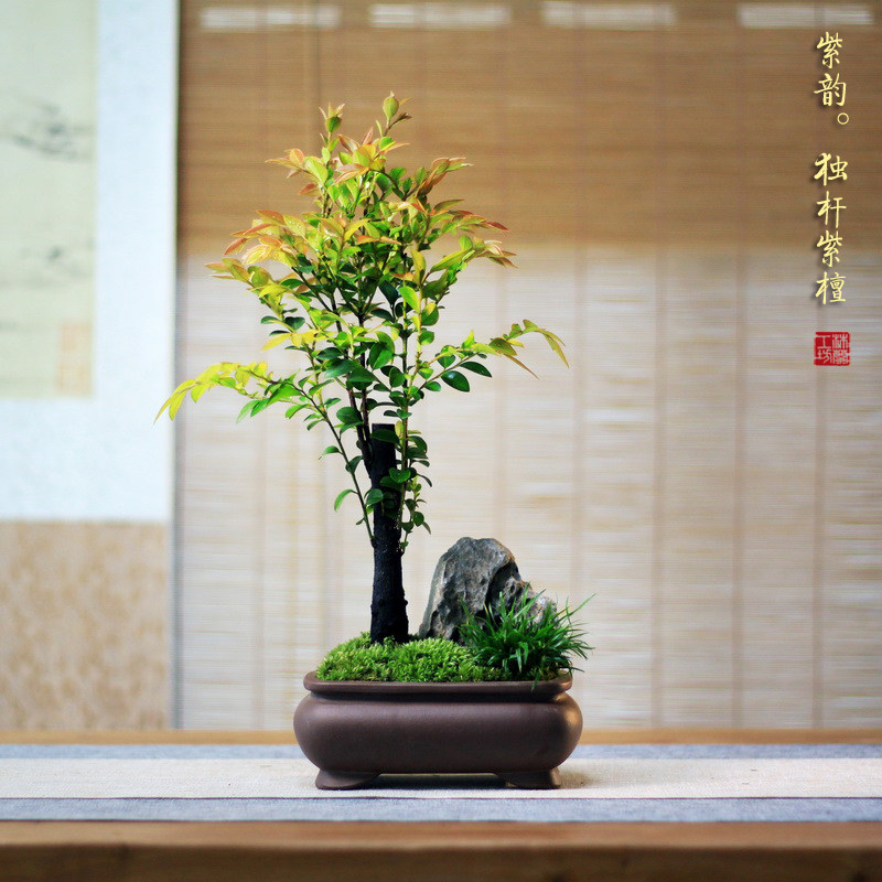极速小叶紫檀紫砂苔藓山水菖蒲微盆栽微景观茶桌办公桌面禅意盆景