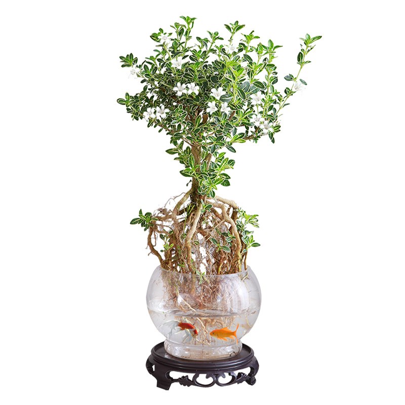 水培六月雪老桩提根盆景四季常青造型盆栽办公室内易养微景观造景
