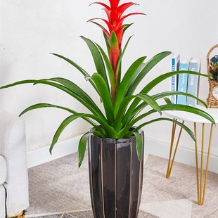 红运当头大盆景真花客厅室内大型绿植电视柜旁家养花卉植物寓意好