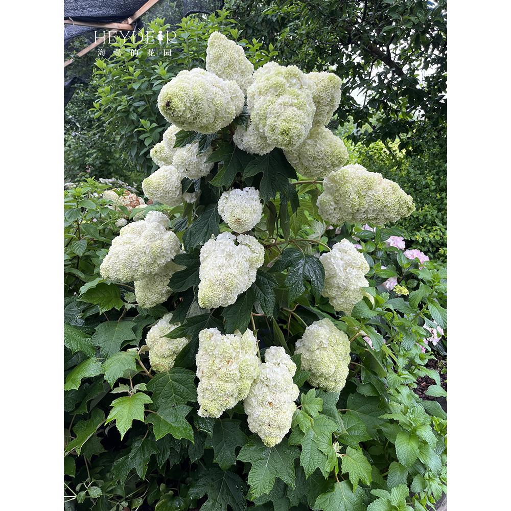 海蒂的花园绣球花苗和声雪花栎叶绣球花庭院露台耐寒植物花卉盆栽