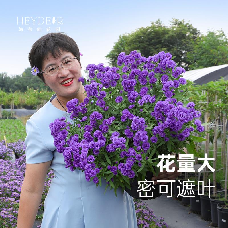 海蒂的花园旗舰店荷兰菊紫菀小卡罗盆栽庭院花卉植物耐寒草花盆栽