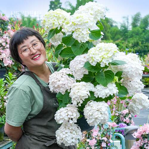 海蒂的花园绣球花苗无尽夏新娘海妈花园花卉植物新老枝开花盆栽苗