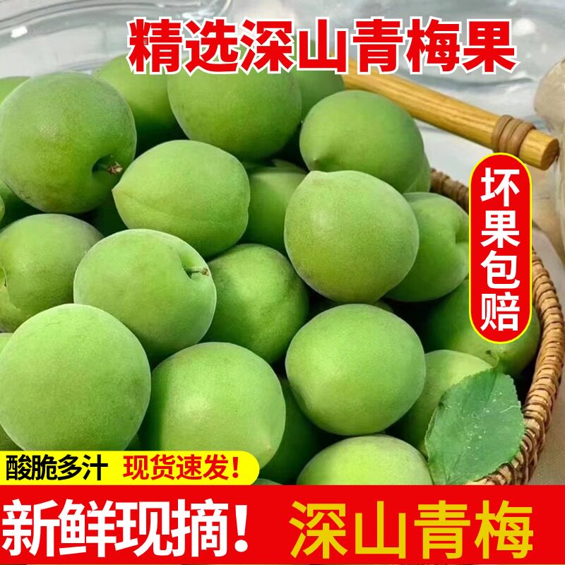 精选深山青梅诏安青梅新鲜现摘泡酒酸梅子孕妇酸水果高山野生梅