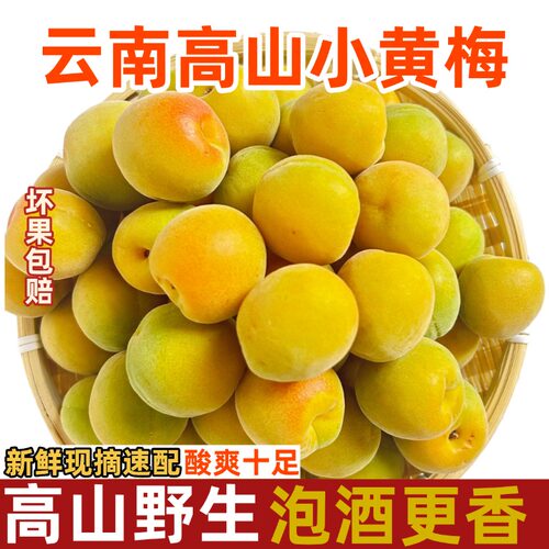 云南高山小黄梅完熟青梅黄果新鲜采摘树上自然熟酸梅子泡酒小黄梅