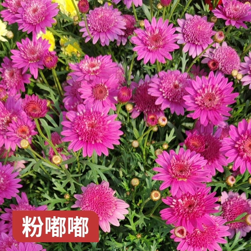 玛格丽特花苗菊花盆栽花卉植物室内外阳台四季开花耐寒耐冻好养活