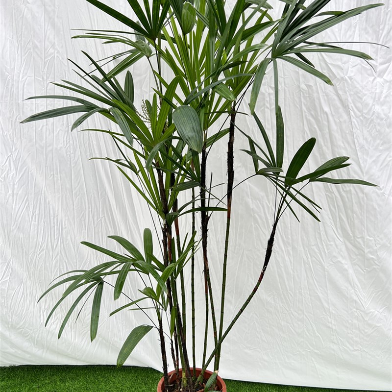 棕竹室内外北欧植物大叶盆栽一物一拍棕榈科耐养绿植四季常青包邮